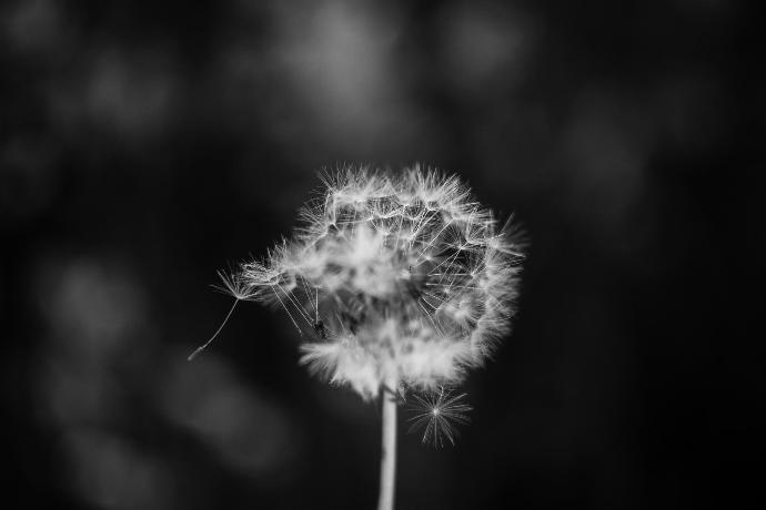 dandelion grayscale photo